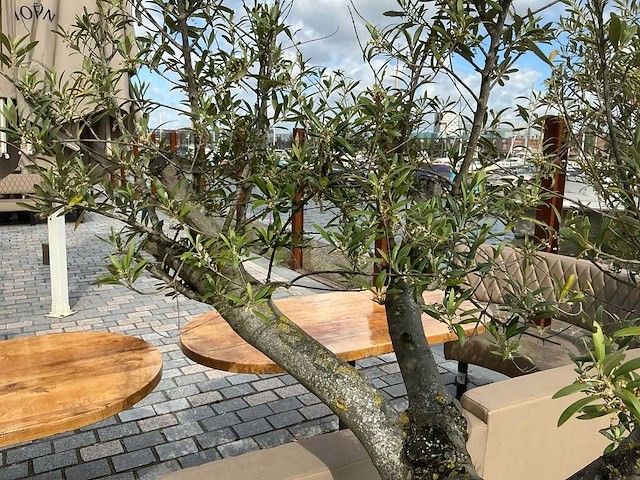 Olea europaea - olijfboom 210cm - afbeelding 9 van  11
