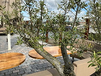 Olea europaea - olijfboom 210cm - afbeelding 9 van  11