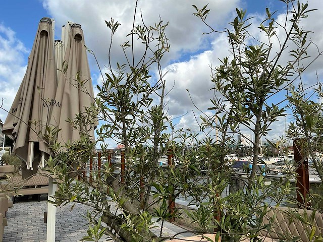 Olea europaea - olijfboom 210cm - afbeelding 10 van  11