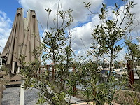 Olea europaea - olijfboom 210cm - afbeelding 10 van  11
