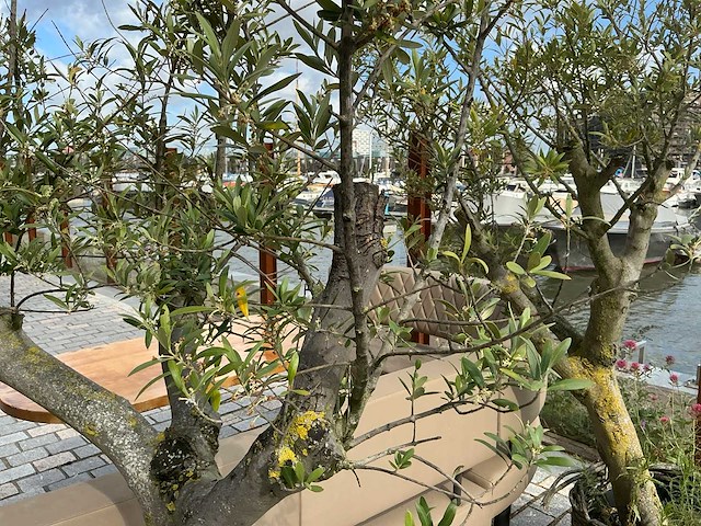 Olea europaea - olijfboom 210cm - afbeelding 11 van  11