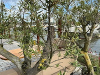 Olea europaea - olijfboom 210cm - afbeelding 11 van  11