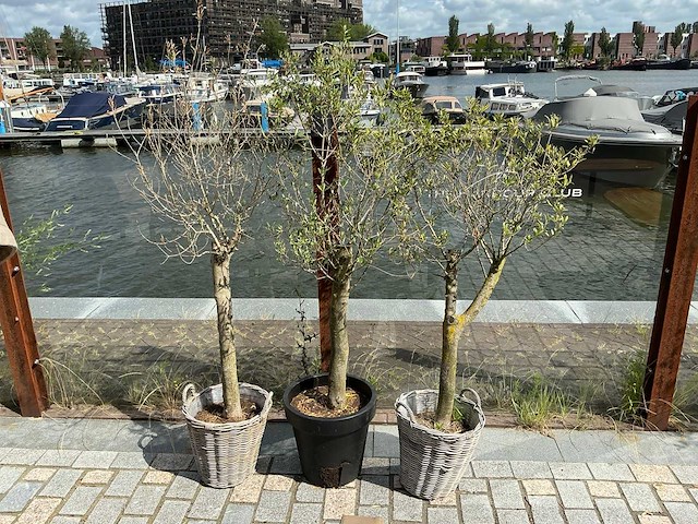 Olea europaea - olijfboom (3x) - afbeelding 1 van  1