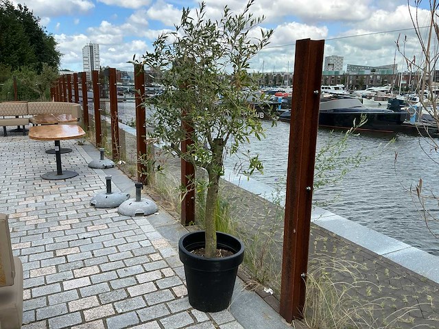 Olea europaea - olijfboom - afbeelding 1 van  1
