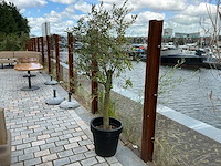 Olea europaea - olijfboom
