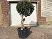 Olea europaea l bolvorm l - olea europaea l - ca. 40 jaar oud - hoogte ca. 180 cm - afbeelding 1 van  9