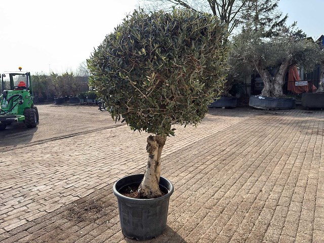 Olea europaea l bolvorm l - olea europaea l - ca. 40 jaar oud - hoogte ca. 180 cm - afbeelding 7 van  9