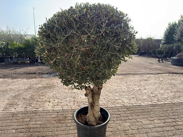 Olea europaea l bolvorm l - olea europaea l - ca. 40 jaar oud - hoogte ca. 180 cm - afbeelding 8 van  9
