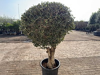 Olea europaea l bolvorm l - olea europaea l - ca. 40 jaar oud - hoogte ca. 180 cm - afbeelding 8 van  9