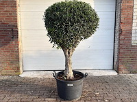 Olea europaea l bolvorm l - olea europaea l - ca. 40 jaar oud - hoogte ca. 180 cm - afbeelding 1 van  7