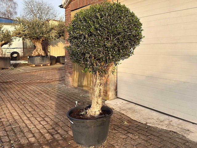 Olea europaea l bolvorm l - olea europaea l - ca. 40 jaar oud - hoogte ca. 180 cm - afbeelding 2 van  7