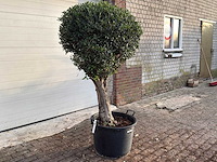 Olea europaea l bolvorm l - olea europaea l - ca. 40 jaar oud - hoogte ca. 180 cm - afbeelding 3 van  7