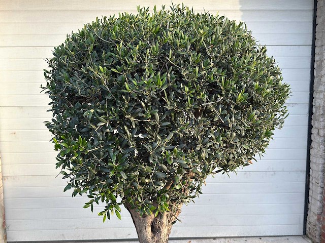 Olea europaea l bolvorm l - olea europaea l - ca. 40 jaar oud - hoogte ca. 180 cm - afbeelding 4 van  7