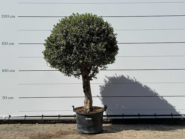 Olea europaea l bolvorm l - olea europaea l - ca. 40 jaar oud - hoogte ca. 200 cm - afbeelding 1 van  3