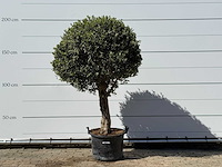 Olea europaea l bolvorm l - olea europaea l - ca. 40 jaar oud - hoogte ca. 200 cm - afbeelding 1 van  3