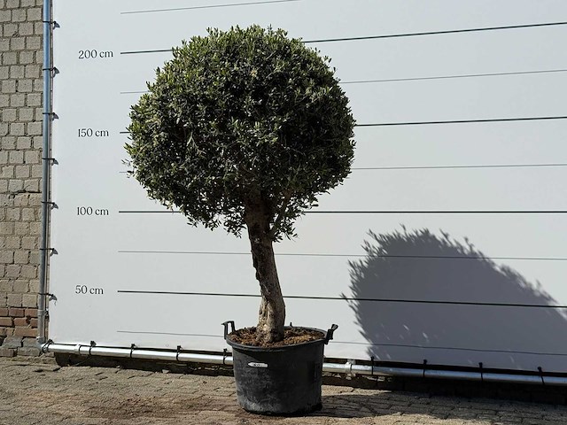Olea europaea l bolvorm l - olea europaea l - ca. 40 jaar oud - hoogte ca. 200 cm - afbeelding 2 van  3