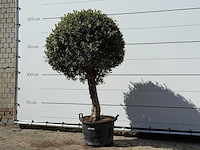 Olea europaea l bolvorm l - olea europaea l - ca. 40 jaar oud - hoogte ca. 200 cm - afbeelding 2 van  3