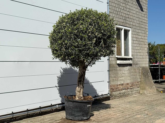 Olea europaea l bolvorm l - olea europaea l - ca. 40 jaar oud - hoogte ca. 200 cm - afbeelding 3 van  3