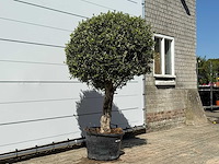 Olea europaea l bolvorm l - olea europaea l - ca. 40 jaar oud - hoogte ca. 200 cm - afbeelding 3 van  3