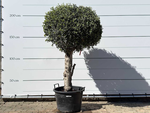 Olea europaea l bolvorm l - olea europaea l - ca. 40 jaar oud - hoogte ca. 210 cm - afbeelding 1 van  5