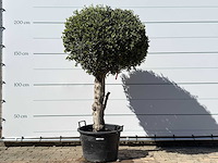 Olea europaea l bolvorm l - olea europaea l - ca. 40 jaar oud - hoogte ca. 210 cm - afbeelding 1 van  5