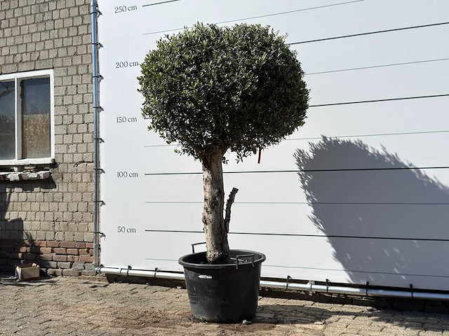 Olea europaea l bolvorm l - olea europaea l - ca. 40 jaar oud - hoogte ca. 210 cm - afbeelding 2 van  5