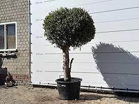 Olea europaea l bolvorm l - olea europaea l - ca. 40 jaar oud - hoogte ca. 210 cm - afbeelding 2 van  5