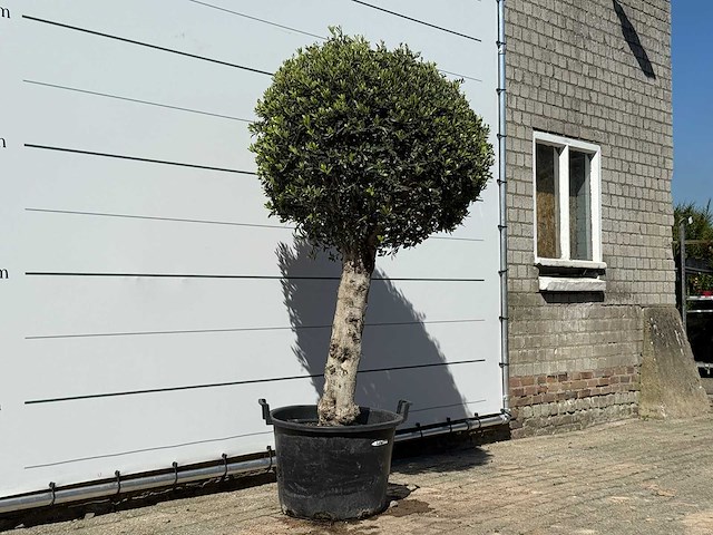 Olea europaea l bolvorm l - olea europaea l - ca. 40 jaar oud - hoogte ca. 210 cm - afbeelding 3 van  5