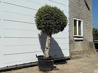 Olea europaea l bolvorm l - olea europaea l - ca. 40 jaar oud - hoogte ca. 210 cm - afbeelding 3 van  5