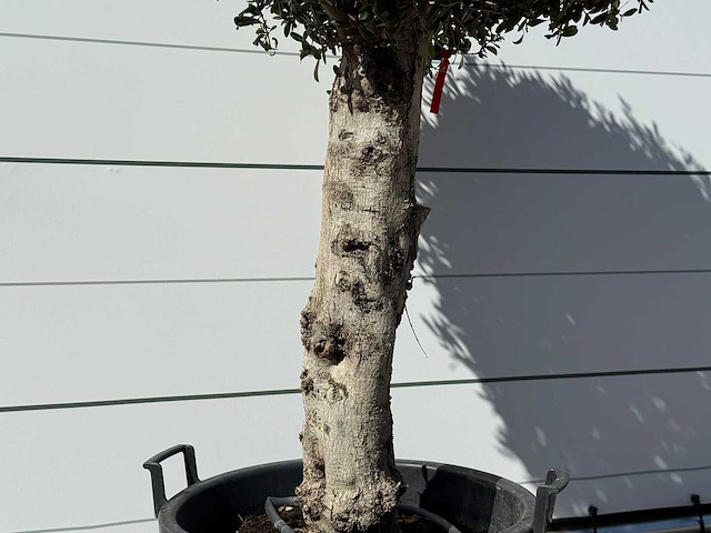 Olea europaea l bolvorm l - olea europaea l - ca. 40 jaar oud - hoogte ca. 210 cm - afbeelding 4 van  5