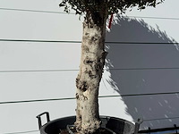 Olea europaea l bolvorm l - olea europaea l - ca. 40 jaar oud - hoogte ca. 210 cm - afbeelding 4 van  5