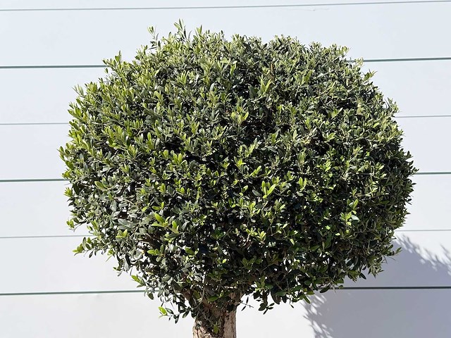 Olea europaea l bolvorm l - olea europaea l - ca. 40 jaar oud - hoogte ca. 210 cm - afbeelding 5 van  5