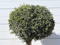 Olea europaea l bolvorm l - olea europaea l - ca. 40 jaar oud - hoogte ca. 210 cm - afbeelding 5 van  5