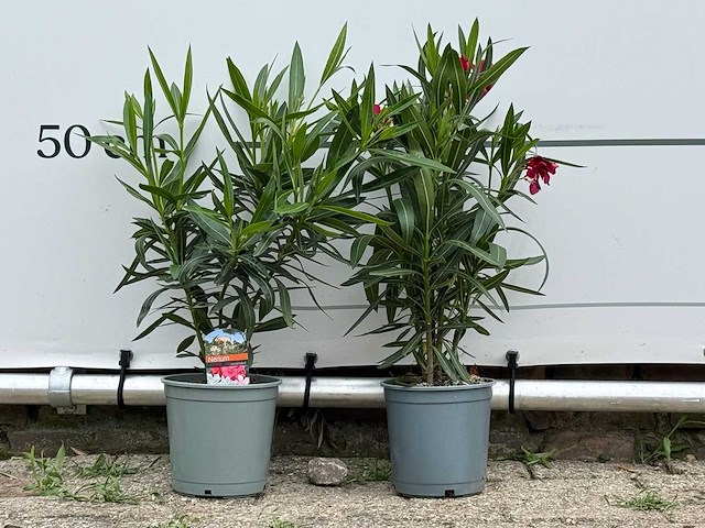 Oleander rood - nerium oleander - hoogte ca. 60 cm (let op 1x!) - afbeelding 1 van  3