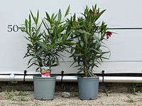 Oleander rood - nerium oleander - hoogte ca. 60 cm (let op 1x!) - afbeelding 1 van  3