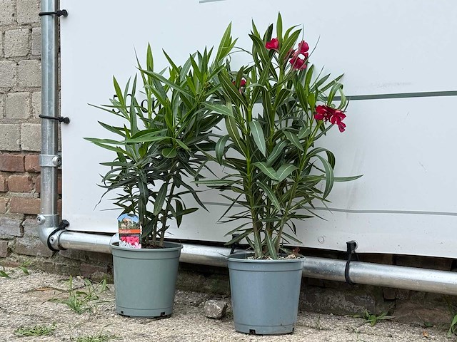 Oleander rood - nerium oleander - hoogte ca. 60 cm (let op 1x!) - afbeelding 2 van  3