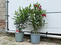 Oleander rood - nerium oleander - hoogte ca. 60 cm (let op 1x!) - afbeelding 2 van  3
