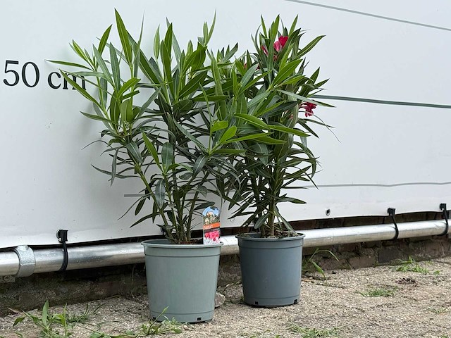 Oleander rood - nerium oleander - hoogte ca. 60 cm (let op 1x!) - afbeelding 3 van  3