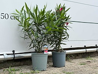 Oleander rood - nerium oleander - hoogte ca. 60 cm (let op 1x!) - afbeelding 3 van  3