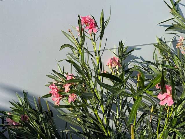 Oleander roze - nerium oleander - hoogte ca. 140 cm (let op 1x) - afbeelding 4 van  4