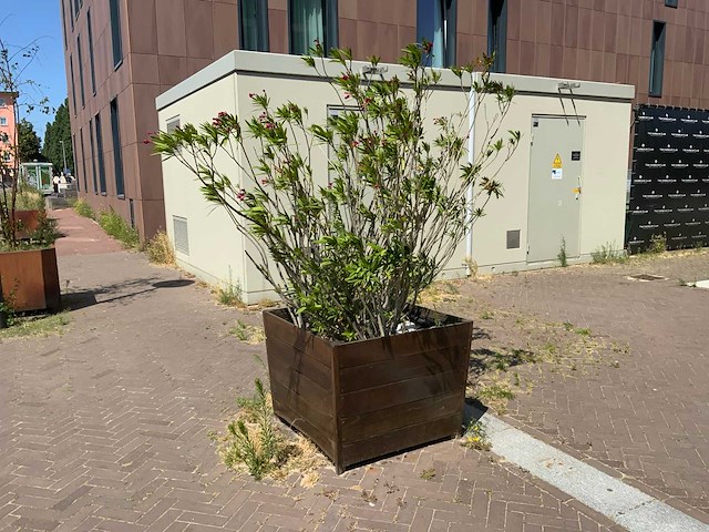 Oleander - afbeelding 1 van  4