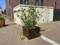 Oleander - afbeelding 1 van  4
