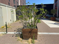 Oleander - afbeelding 2 van  4