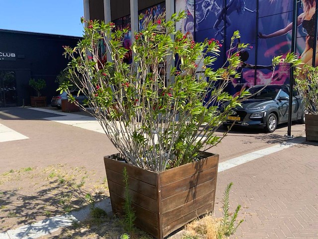 Oleander - afbeelding 3 van  4