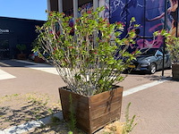 Oleander - afbeelding 3 van  4