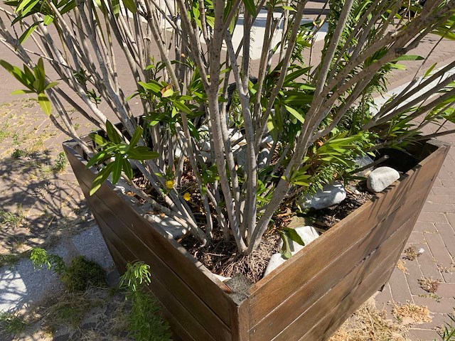 Oleander - afbeelding 4 van  4
