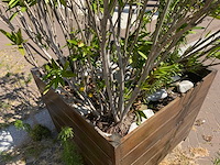 Oleander - afbeelding 4 van  4