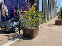 Oleander - afbeelding 1 van  5