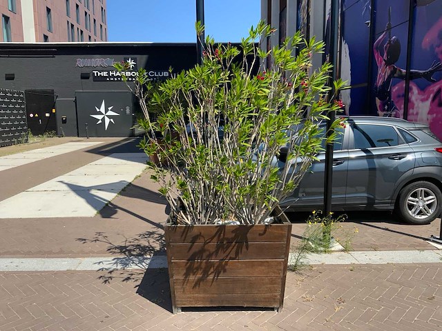 Oleander - afbeelding 2 van  5