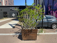Oleander - afbeelding 2 van  5
